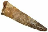 Fossil Spinosaurus Tooth - Real Dinosaur Tooth #242219-1
